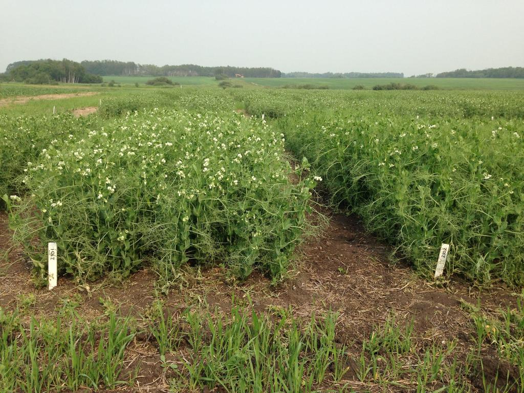 Pea Breeding Objectives Field: yield, disease resistance,