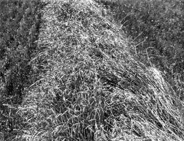 FIGURE 5. Wheat, Yield: 2.4 t/ha (35 bu/ac).