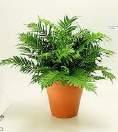 = Total $ Fern Plants For Purchase Only $30.00 Each x No.