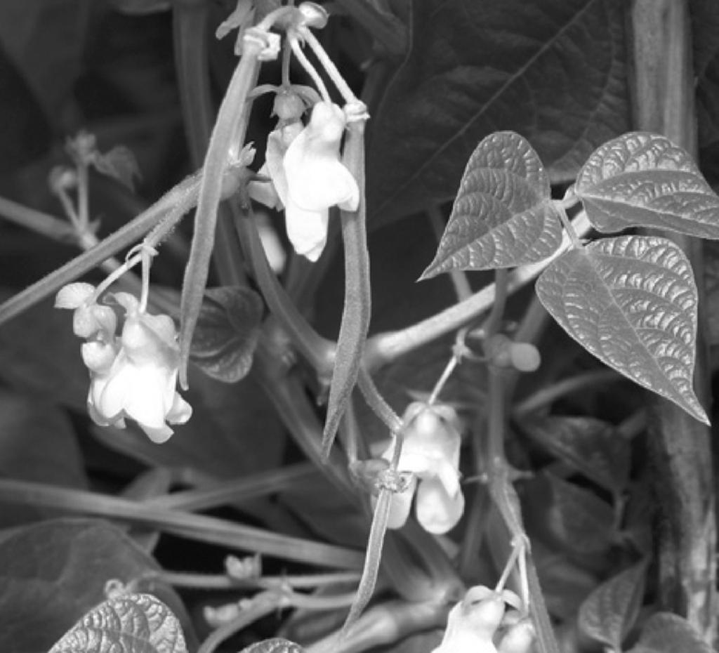 6 (d) The photograph shows part of a soybean plant. flower leaf pods Soybean plants grow rapidly.