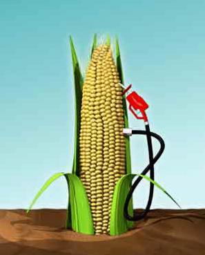 Biofuel Development Issues (2) Farm Issues Farm productivity, Yield and intercrop income Technology Issues Feed stock engineering, second generation technology, by-product value addition and IP