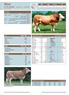 Ilion DE milk 100 TMI. milk BEEF 109 (99%) herdbook no. 10/ pedigree. milk. milk production kg. protein kg