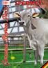 Dear Breeders, Partners and Brown Swiss Enthusiasts around the world,