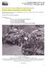 The Daimler Fighting Vehicles Project Part Bg On Active Service- WW2 Southern Europe