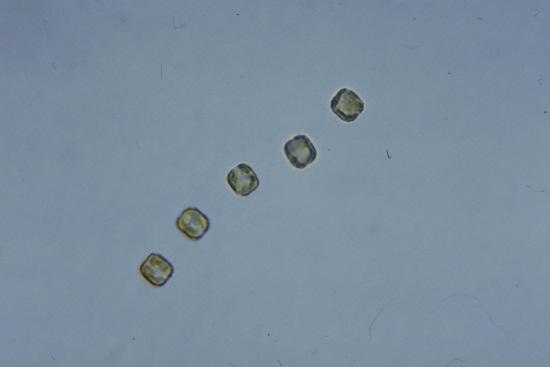 Thalassiosira weissflogii Product Description 1 Quart (http://reed-mariculture.com/product_instant_algae.