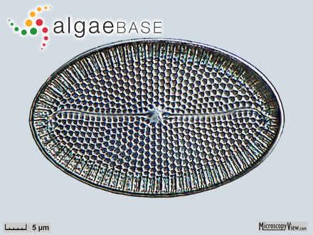Diatoms Observed in