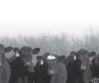 Commercials 60 Commercial Fall Calving Heifers Sell in groups of 5. AI on 12-10-11 to 3F Emblazon 3652.