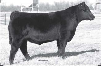 40 74 Limestone Primrose S404 - Dam of Lots 1& 2. High selling female in Fall 2011 Production Sale to A+ Ranch in Hammon, OK. Flushmate brother to lot 2.