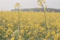 Biofuels First-generation fuels refer to bioenergys made from sugar,