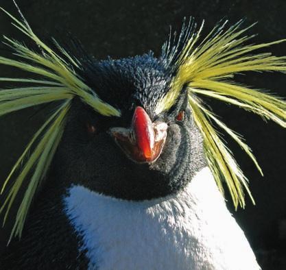 Why penguins? Because we re doing our part to help stop their habitats from melting away. When you go motorcoach, you go green. That s what this information is all about.