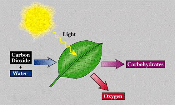 Photosynthesis: Overview OxidaFon/reducFon (Redox) reacfons CO 2 gets reduced to glucose H 2 O gets