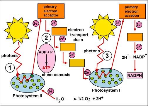 Photosystems convert light energy into reducing equivalents