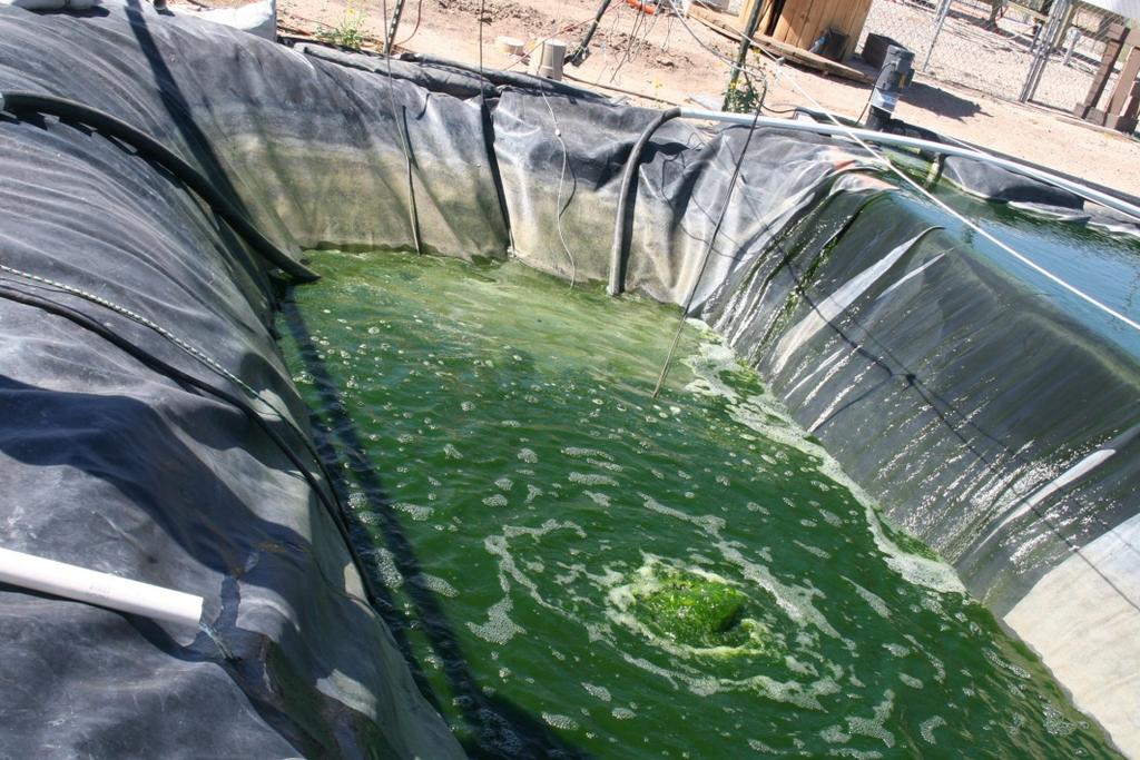 Bioreactors/ponds used to grow algae - Algal cells make up