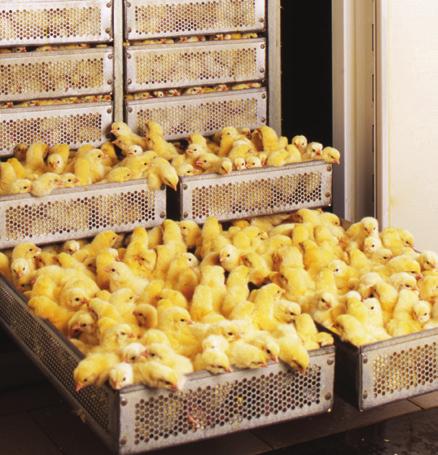 Perseverance, technology, pay off for chick counting solution Introduction One chick, two chick, three chick, four chick. Old chick, new chick, 1,024 chicks! Here come more, and more chicks.