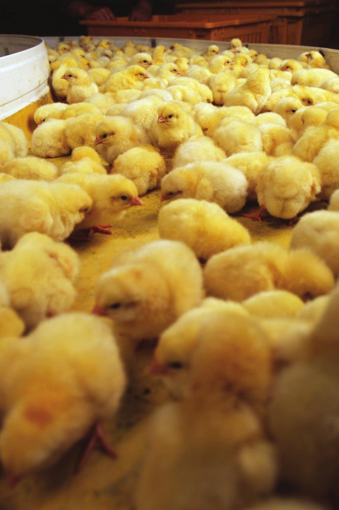 Perseverance, technology, pay off for chick counting solution PLCs get smarter to accommodate a growing concern Equally impressive, was the accuracy and capability of the machine thanks to its new