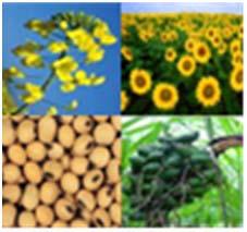 Biomass Renewable oils & fats Forest & Agric.