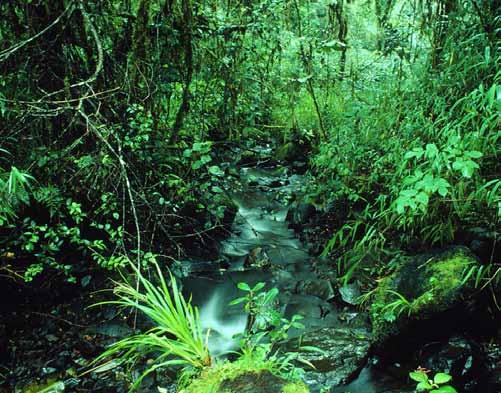 Kerinci Seblat National Park is one of the protected areas in Indonesia that is threatened by the expansion of oil palm plantations Mauri Rautkari / WWF-Canon WWF-China s role WWF-China seeks to