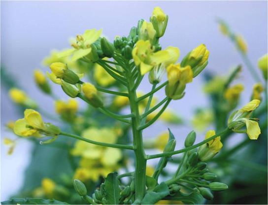 The oil content of Camelina seeds ranges from 32% - 46%.