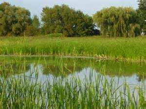 Village of Bensenville CY2016 Community Investment Plan Vegetation Management Addison Creek Trib 2, Culvert B - Storm Water CIP - Utilities 20 Years CY 16 Total Cost: $ 15,000 Perform wetland