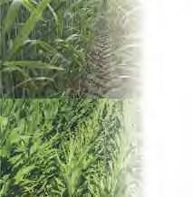 ROW CROP Specializing in row crop applications