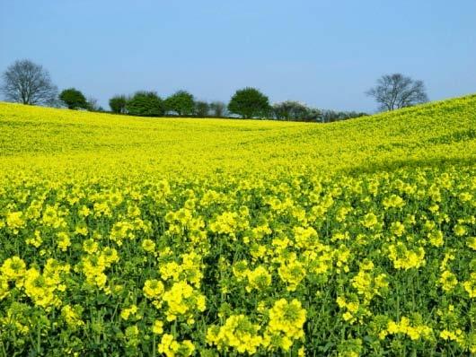 EUROPE FEEDSTOCK LEADER - RAPESEED Europe is the largest producer and consumer of rapeseed accounting for 75% of