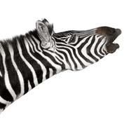 Zebra 1 6080/50 Black and whitet 50x20x37 2.