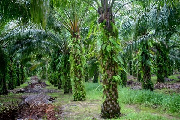 Once mature the oil palm will reach 15 meters or 45 feet high and provides a lush