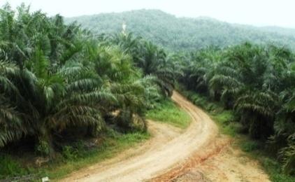 1992 One of the leading oil palm plantation companies and producers of