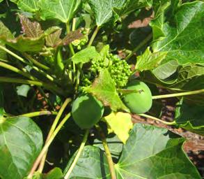 Jatropha Camelina Algae Halophytes Jatropha: a plant that produces seeds containing inedible lipid oil that can be used to produce fuel. Each seed produces 30 to 40% of its mass in oil.