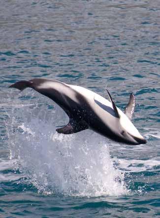 Swim with dolphins, see penguins and other wildlife or visit an