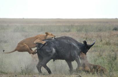 Ko je plen ujet, levinje rjovejo in tako dajo signal levu. Naloga njih pa je odganjanje morebitnih vsiljivcev, predvsem hijen, ob njihovem plenu (Hillermann, 2009).