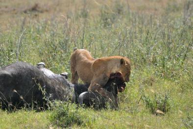 Izkušeni levi se bodo plenu približali na 30 metrov in ga napadli iz zasede. Kar 88 % levov iz parka v Serengetiju lovi na tak način.