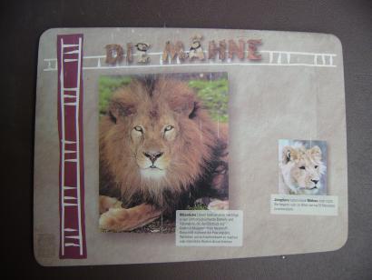 3 Vizija ureditve obore za leve v Živalskem vrtu Ljubljana Zamisel avtorjev Master Plan Report a (2007) je povezati vse afriške živali v enotno območje, imenovano Afriška savana.
