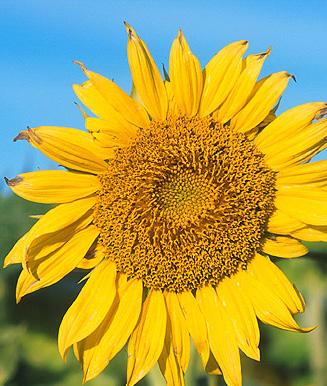 Soy, sunf lower, canola, camelina Soy scores well on fatty acid levels, viscosity, cold flow properties, stability and sulfur content Sunflower good on viscosity and sulfur levels, lower on stability