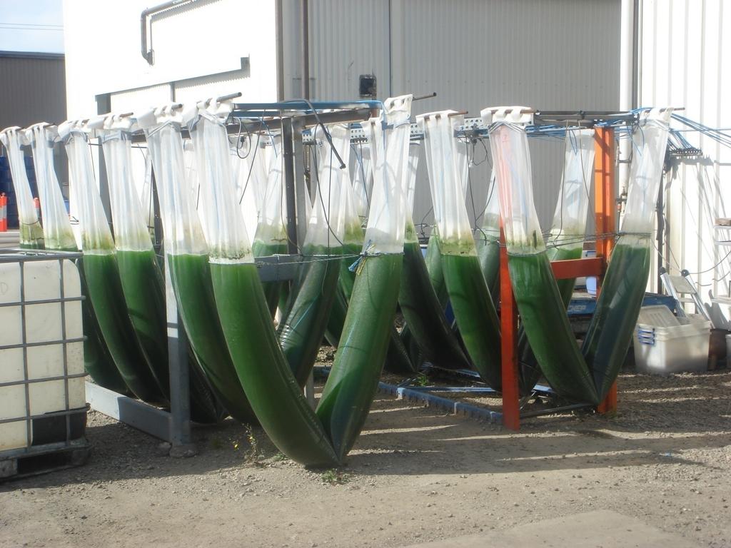 Microalgae for Biodiesel