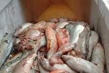 Waste fish fat