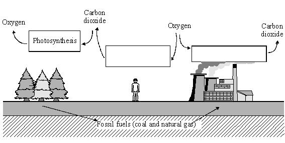 30 In the carbon cycle the amounts of carbon dioxide and oxygen in the air are changed by several processes.