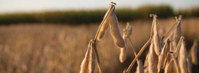 As we are combining and weighing the grain off of each field this fall we are proud of the fact that each year our goal is to harvest more soybeans with fewer inputs.