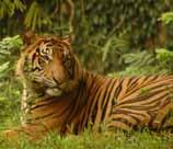 When palm oil becomes a problem Only 400 or so Sumatran tigers remain in the wild, as their habitat has been lost to plantations for oil palm and pulp wood plantations.