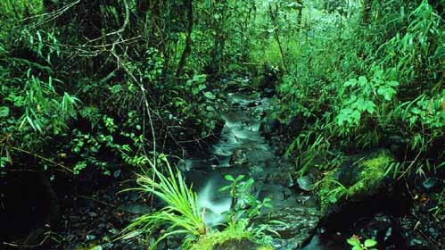 Kerinci Seblat National Park is one of the protected areas in Indonesia that is threatened by the expansion of oil palm plantations Mauri Rautkari / WWF-Canon WWF-India s role WWF-India seeks to