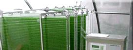 Co-products with various kinds of algal left-over extracts thus make biodiesel production of biodiesel from microalgae feasible.