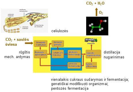 Bioetanolio gamyba Gaminant etanolį, augaluose esantys angliavandeniai per daugelį tarpinių produktų paverčiami alkoholiu.