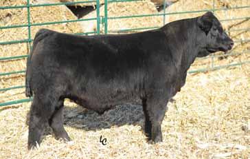 6 Popularity continues to grow with his semen off the market Hammer sires big-hipped, good fronted, blazed faced cattle and they are bringing money across the country Homozygous black and Homozygous