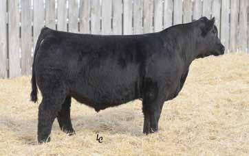 7 A big weaning weight Upgrade 1/2 blood Out of a proven T510 daughter Dam has nursing ratio of 102 on 6 calves EPD s rank him in the top 30% for WN, and top 10% BF Act. bw 74 Adj.