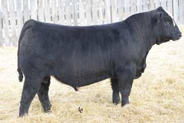 9 A purebred black baldy out of a first calf heifer Big growth EPD s Hammer and Pilgrim will both add style and look EPD s rank him in the top 5% for WN, YW, 10% ADG, 5% CW and 20% BF T133 TMAS MS