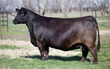 2 A light birth weight Broker ET bull Moderate framed black baldy bull with a lot of style Dam has been a great producer in the Sullivan herd in Texas Act. bw 83 Adj. 205 641 Adj. 365 1159 ADG 3.