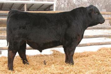 Sire CE REFERENCE WW YW MCE MM SIRES MWW CW RC MB BF REA Name Color HPS Breed CE WW YW MCE MM