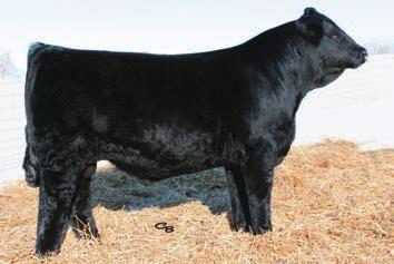 55 165 83 MYTTY IN FOCUS Black Polled PB AN 21.