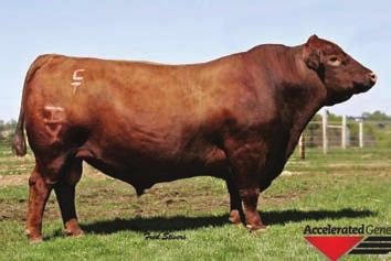 12 173 85 Pasture bulls: WAPIT OBJECTIVE 92 Black Polled PB AN 2.6-4.3 65.9 113 1 18.6 51.4 3.9.5.71.