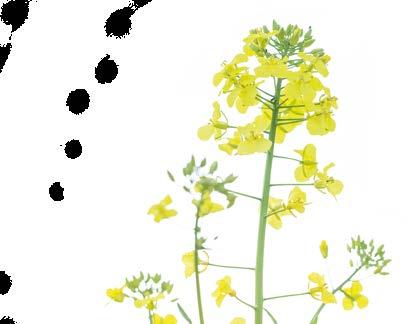 WHY IS BIODIESEL FROM RAPESEED SO IMPORTANT? For climate protection Climate protection is one of mankind's most important current and future tasks.